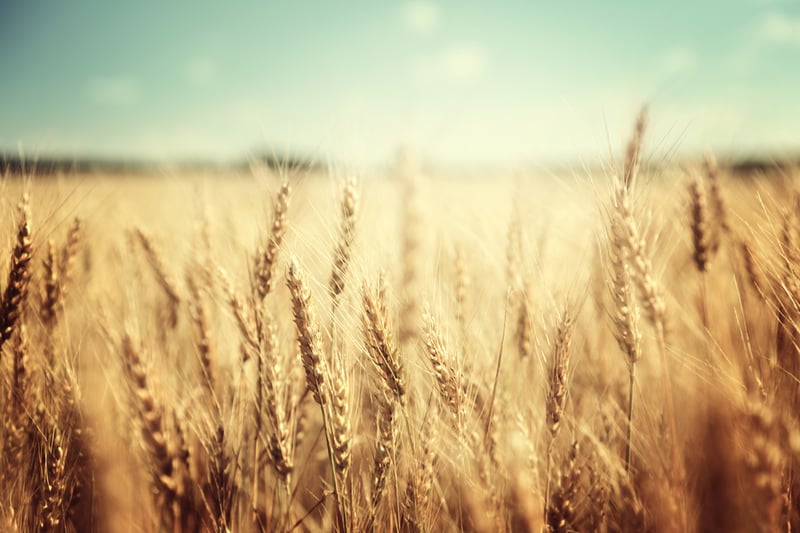 Image: Glad sommar